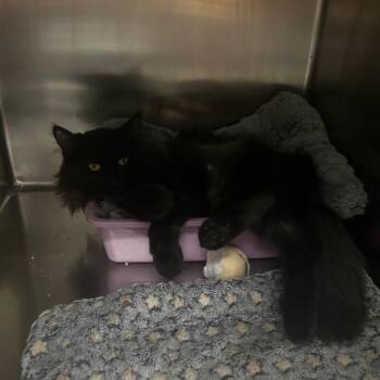 Domestic Long Hair Cats Available for Adoption - She-ra | PetCurious