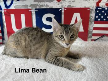 Lima Bean -  Domestic Short Hair Cat for Adoption in San Tan Valley, Arizona - Lima Bean | PetCurious