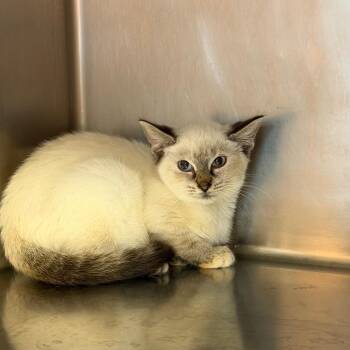 Lilac 9341 -  Domestic Short Hair Cat for Adoption in Hamilton, Georgia - Lilac 9341 | PetCurious