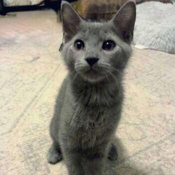 Dipper -  Domestic Short Hair Cat for Adoption in Brownsboro, Alabama - Dipper | PetCurious