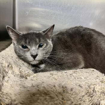 Rescue Domestic Short Hair Cats for Adoption in Windsor, Virginia - Grey | PetCurious