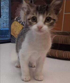 Gravy -  Domestic Short Hair Cat for Adoption in Rowlett, Texas - Gravy | PetCurious