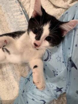 Jack Sparrow -  Domestic Short Hair Cat for Adoption in Mokena, Illinois - Jack Sparrow | PetCurious