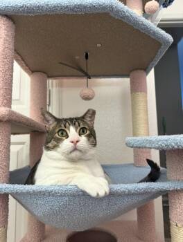 Tabby and Domestic Short Hair Cats Available for Adoption - Bumi | PetCurious