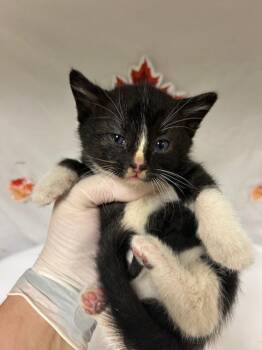 FERRIS -  Domestic Short Hair Cat for Adoption in Riverside, California - FERRIS | PetCurious