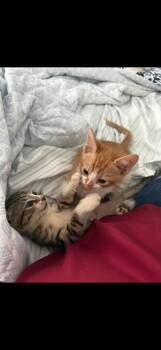 Domestic Short Hair Cats Available for Adoption - Pork Chop & Betty Boot | PetCurious