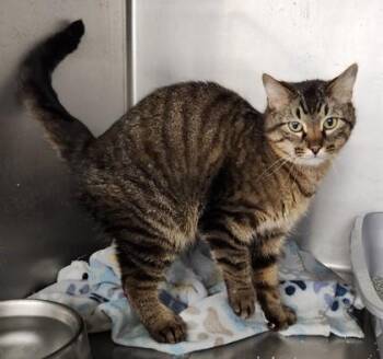 Rescue Domestic Short Hair Cats for Adoption in Butte, Montana - Fred | PetCurious