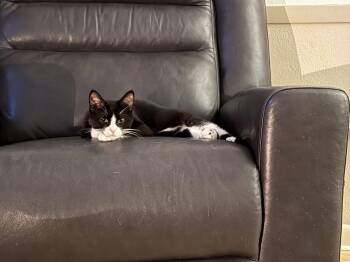 Sourdough Starter -  Tuxedo Cat for Adoption in Cedar Rapids, Iowa - Sourdough Starter | PetCurious