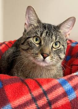 Henry -  Domestic Short Hair Cat for Adoption in Harrison, New York - Henry | PetCurious