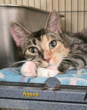 Agave -  Domestic Short Hair Cat for Adoption in Cedar Rapids, Iowa - Agave | PetCurious