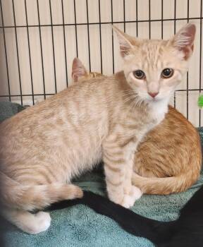 Sprite -  Domestic Short Hair Cat for Adoption in East Brunswick, New Jersey - Sprite | PetCurious