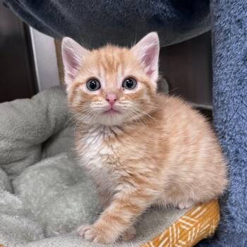 Domestic Short Hair Cats Available for Adoption - Ricky | PetCurious