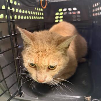 Elmo -  Domestic Short Hair and Mixed Breed Cat for Adoption in Philadelphia, Pennsylvania - Elmo | PetCurious