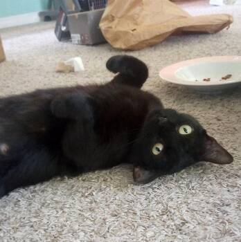 Kali -  Bombay and American Shorthair Cat for Adoption in Magnolia Springs, Alabama - Kali | PetCurious