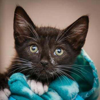 Jingle Jam -  Domestic Short Hair Cat for Adoption in Hattiesburg, Mississippi - Jingle Jam | PetCurious
