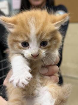 A1908560 -  Domestic Long Hair Cat for Adoption in Riverside, California - A1908560 | PetCurious