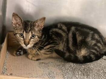 CAT SAJAK -  Domestic Short Hair Cat for Adoption in Fort Wayne, Indiana - CAT SAJAK | PetCurious