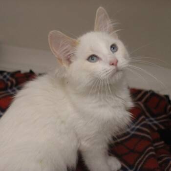 Princess Morbucks -  Domestic Medium Hair Cat for Adoption in Champaign, Illinois - Princess Morbucks | PetCurious