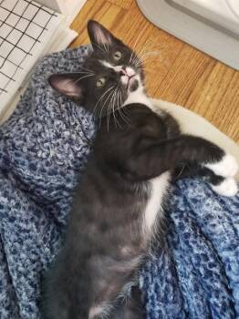 CURLY -  Domestic Short Hair Cat for Adoption in Omaha, Nebraska - CURLY | PetCurious