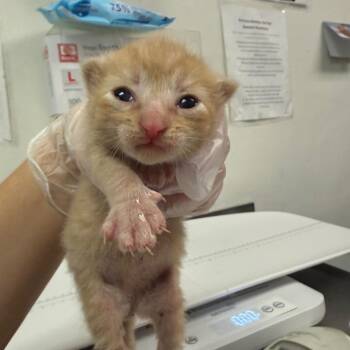 Plankton -  Domestic Medium Hair Cat for Adoption in Charleston, West Virginia - Plankton | PetCurious