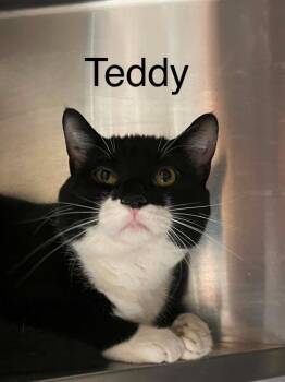 Teddy2 -  Domestic Short Hair Cat for Adoption in Princeton, Indiana - Teddy2 | PetCurious