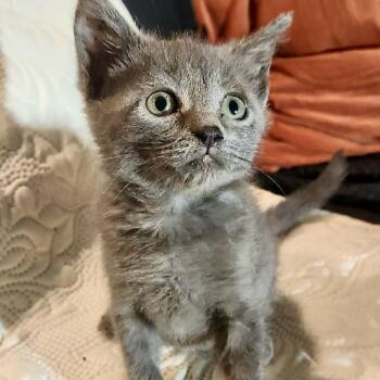 Joni* -  Domestic Short Hair Cat for Adoption in San Gabriel, California - Joni* | PetCurious