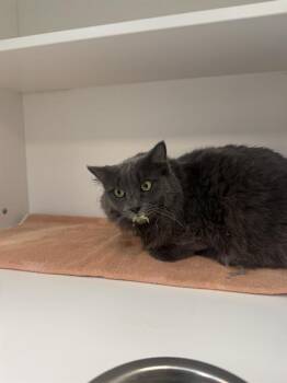 NANCY -  Domestic Short Hair Cat for Adoption in Indianapolis, Indiana - NANCY | PetCurious