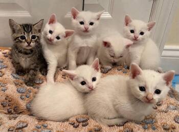 The French Patisserie Litter (dog friendly, sweet, playful) -  Domestic Short Hair Cat for Adoption in Lemoyne, Pennsylvania - The French Patisserie Litter (dog Friendly, Sweet, Playful) | PetCurious