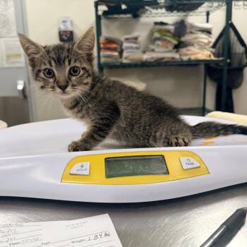 110191 -  Domestic Short Hair Cat for Adoption in Las Cruces, New Mexico - 110191 | PetCurious