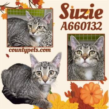 SUZIE -  Domestic Short Hair Cat for Adoption in Houston, Texas - SUZIE | PetCurious