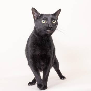 Beans -  Domestic Short Hair Cat for Adoption in Franklin, Tennessee - Beans | PetCurious