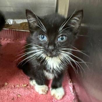 Lambo -  Domestic Short Hair Cat for Adoption in Cumming, Georgia - Lambo | PetCurious