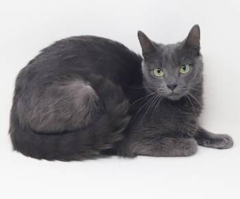 Taatee - SWEET CUDDLY PETITE - she