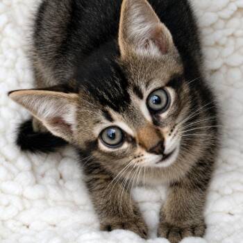 Rowdy -  Domestic Short Hair Cat for Adoption in Long Beach, California - Rowdy | PetCurious