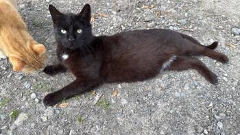 Charcoal -  Domestic Short Hair Cat for Adoption in Toronto, Ontario - Charcoal | PetCurious