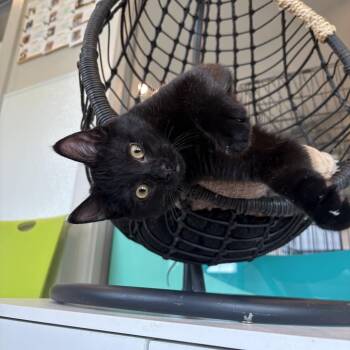 Expo -  Domestic Short Hair Cat for Adoption in Louisville, Kentucky - Expo | PetCurious