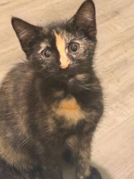 Acorn -  Domestic Medium Hair Cat for Adoption in Calera, Alabama - Acorn | PetCurious