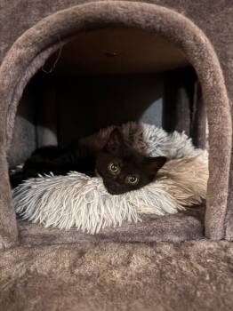 *Helga Hufflepuff -  Domestic Short Hair Cat for Adoption in Newnan, Georgia - *Helga Hufflepuff | PetCurious