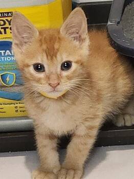 Domestic Short Hair Cats Available for Adoption in Colorado Springs, Colorado - RANGER | PetCurious
