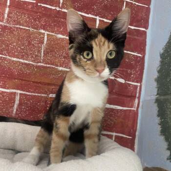 Cali -  Domestic Short Hair Cat for Adoption in Laredo, Texas - Cali | PetCurious