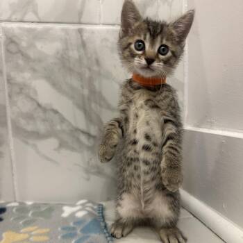 Comet -  Domestic Short Hair Cat for Adoption in Huntsville, Alabama - Comet | PetCurious
