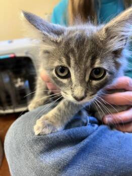 Beanie -  Domestic Long Hair Cat for Adoption in Salinas, California - Beanie | PetCurious