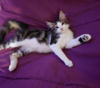 Rescue Domestic Medium Hair Cats for Adoption in St. Cloud, Florida - Gibson | PetCurious