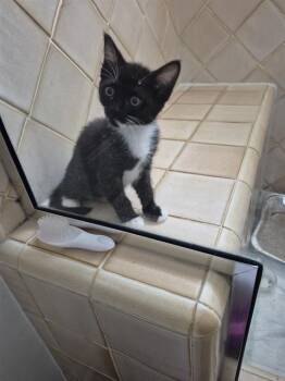 LEO -  Domestic Short Hair Cat for Adoption in Tustin, California - LEO | PetCurious