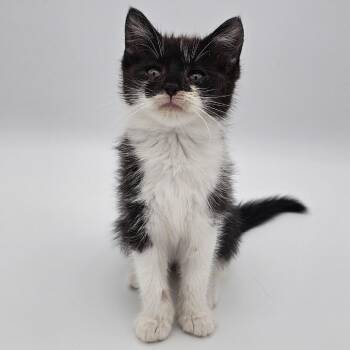 Fibula -  Domestic Short Hair Cat for Adoption in Asheville, North Carolina - Fibula | PetCurious