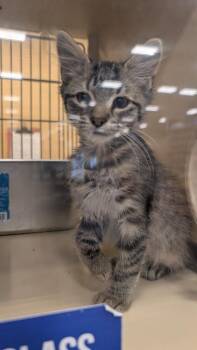 Harley -  Domestic Medium Hair Cat for Adoption in Parker, Colorado - Harley | PetCurious