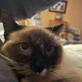 Siamese Cats Available for Adoption - Sugar | PetCurious