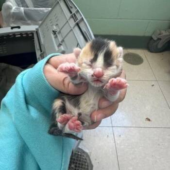 Olexa -  Domestic Short Hair Cat for Adoption in Indianapolis, Indiana - Olexa | PetCurious