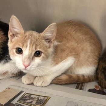 Juniper -  Domestic Short Hair Cat for Adoption in Corpus Christi, Texas - Juniper | PetCurious