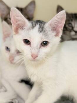 Homeland Security -  Domestic Short Hair Cat for Adoption in Menomonie, Wisconsin - Homeland Security | PetCurious